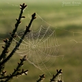027_Biebrza - maj 2013